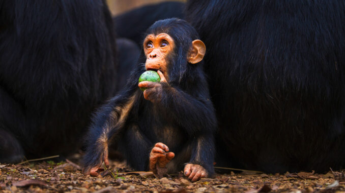 Científicos chinos han encontrado cómo ralentizar el envejecimiento